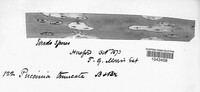 Puccinia iridis image